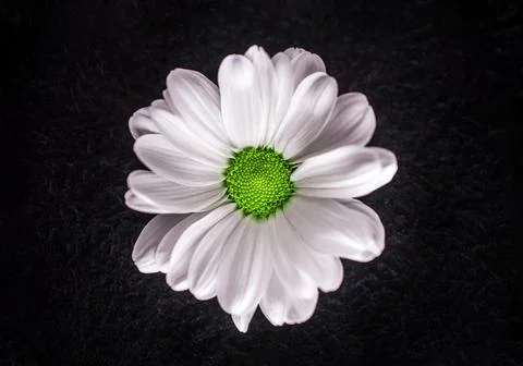 One flower on a black background. Studio shot. Stock Photos