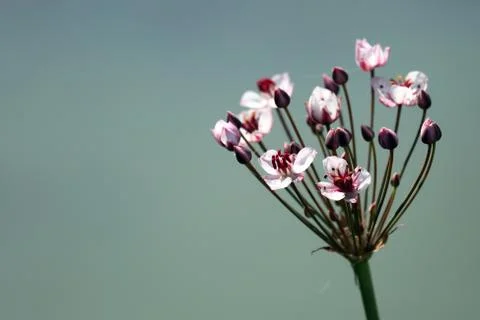 One flower on blurred background Stock Photos