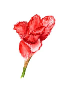 One flower of gladiolus Stock Illustration