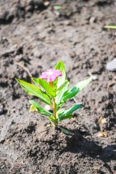 One flower on the ground Foto stock
