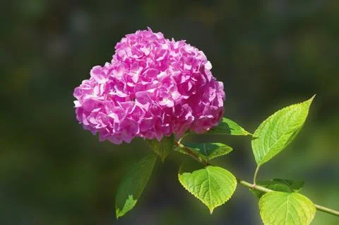 One flower of Hydrangea Stock Photos