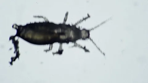 One flower parasite beetle crawls on a white background Stock-Footage 128663587
