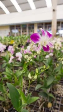 One flower Stock Photos