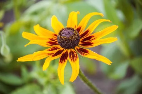 One flower of rudbeckia Stock Photos