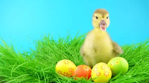 One fluffy duckling standing in grass near colorful Easter eggs Stock Footage 72736240
