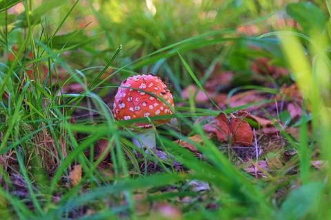 One fly agaric with a round hat in green grass Stock Photos