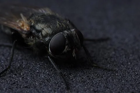 One fly on black textured background, macro view Stockfoto's