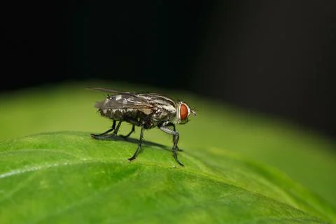 One fly on green leaf for pattern Stock Photos