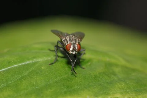 One fly on green leaf for pattern Foto stock