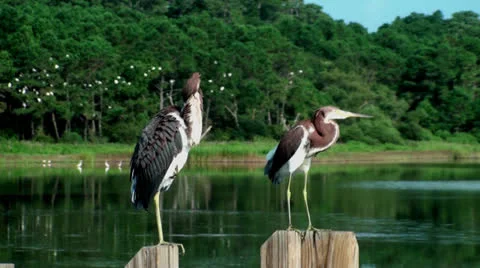 One flys away Stock Footage 26836654