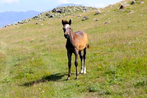One foal in the mountains Stock Photos