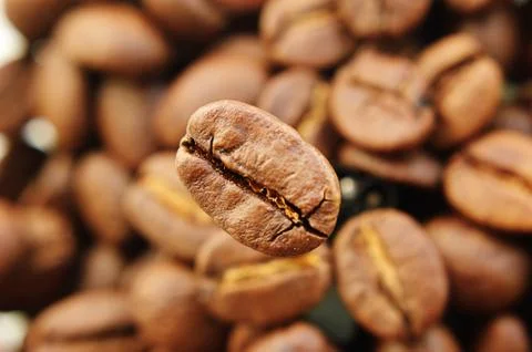 One focused coffee bean in front Stock Photos