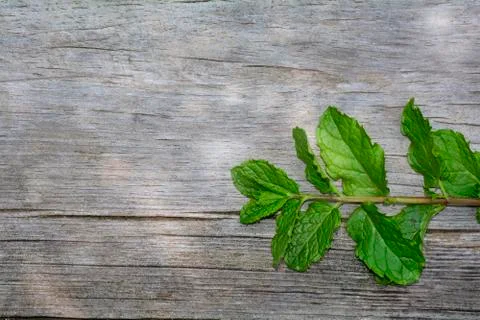 One fresh green peppermint branch  leaves on bright old wood with  many copy Stock Photos