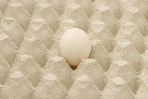 One of fresh organic egg put on paper tray. Stock Photos