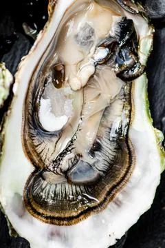 One fresh oyster. Macro background. Stock Photos