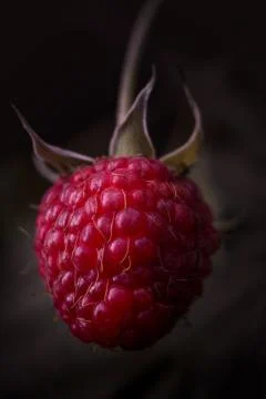 One fresh raspberry fruit isolated on a dark background Stock Photos