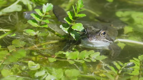 One frog in a pond is pushed away by another one Stock Footage 217851952
