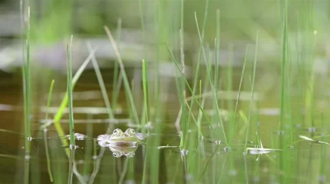 One Frog Resting And Croaking In Lake Full Of Plants Stock Footage 40453196