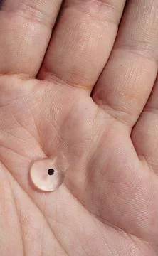 One frog spawn egg on palm of a hand, Finland Stock Photos