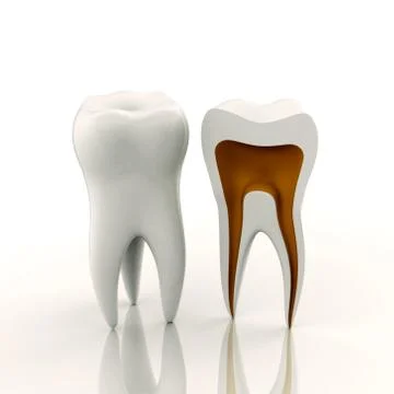 One full and one sliced tooth Stock Illustration
