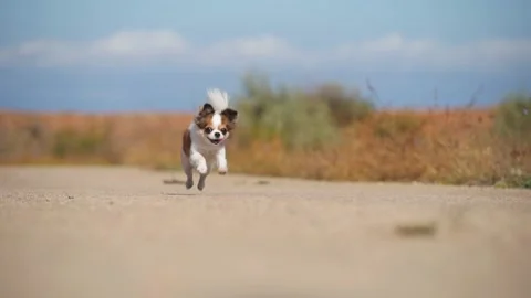 One funny active small healthy chihuahua pet dog running on asphalt road during Stock Footage