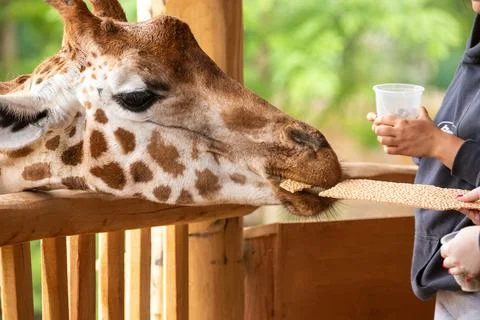 One funny giraffe looking into cell and chews dry grass Stock Photos