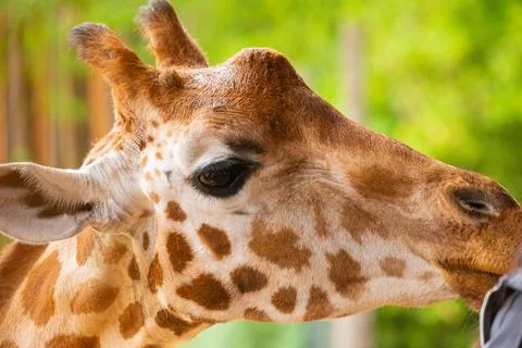One funny giraffe looking into cell and chews dry grass Stock Photos