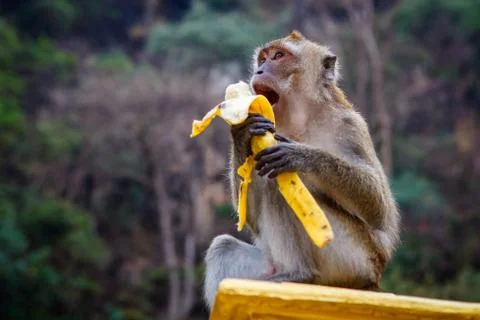 One funny monkey eats banana Fotos Stock