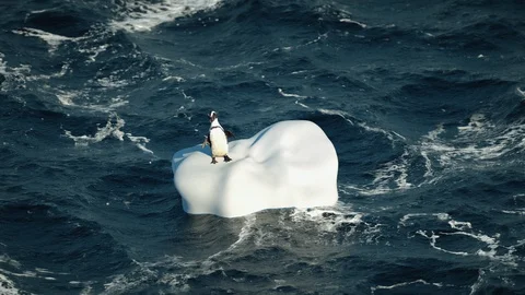 One Funny Penguin Swims in Open Ocean on an Iceberg on Waves and Fun Dancing Stock Footage