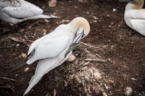 One gannet incubating an egg Stock Photos