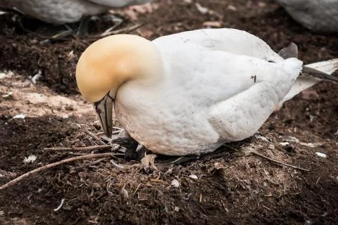 One gannet incubating an egg Stock Photos