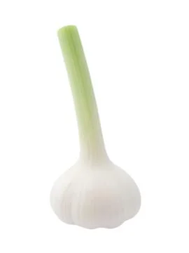 One garlic isolated on white background. Stock Photos