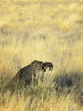 One gepards Stock Photos