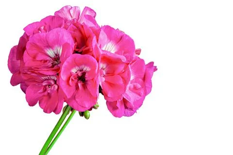 One geranium flower on a white background Stock Photos