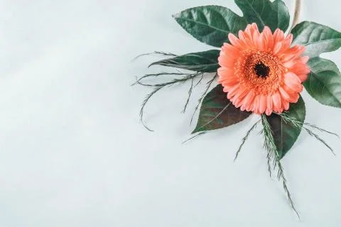 One gerbera flower bud on a table Stock Photos