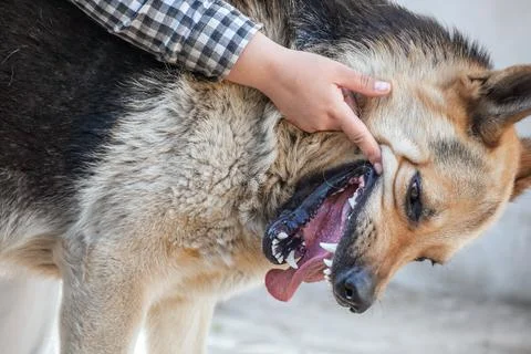 One German shepherd bites a man by the hand. Stock Photos