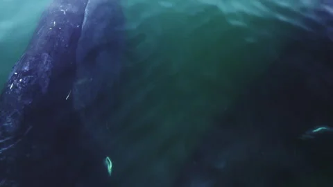 One giant bowhead whale closeup portrait swimming in calm blue ocean water Stock Footage 257319988