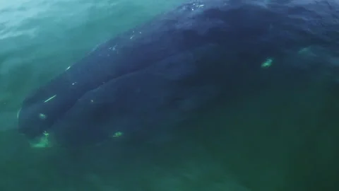 One giant bowhead whale closeup portrait swimming in calm blue ocean water Stock Footage 257706277