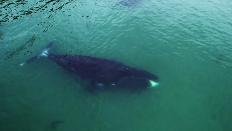One giant bowhead whale swimming alone in blue ocean water, Aerial view bowhead Stock Footage 257709082