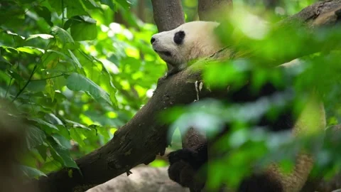 One giant panda bear sitting in the woods relax  Stock Footage 274864607
