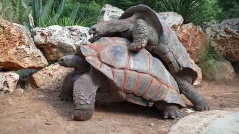 One giant turtle climbs on top of another giant turtle, the sex of turtles Stock Footage 141265619