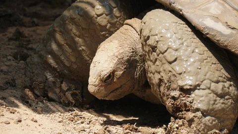 One giant turtle with a huge shell is sleeping on a sunny beach in summer Stock-Footage 117161951