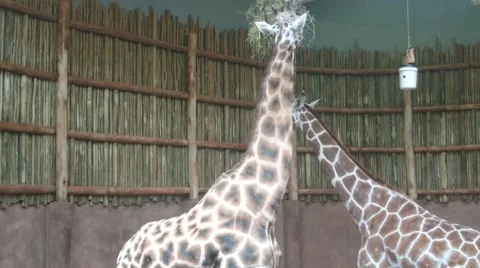 One Giraffe Eating As Another Approaches Stock Footage 67500383