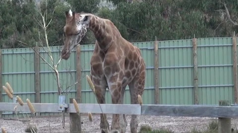 One Giraffe (Giraffa camelopardalis) eating as another Giraffe walks behind her Stock Footage 46806329