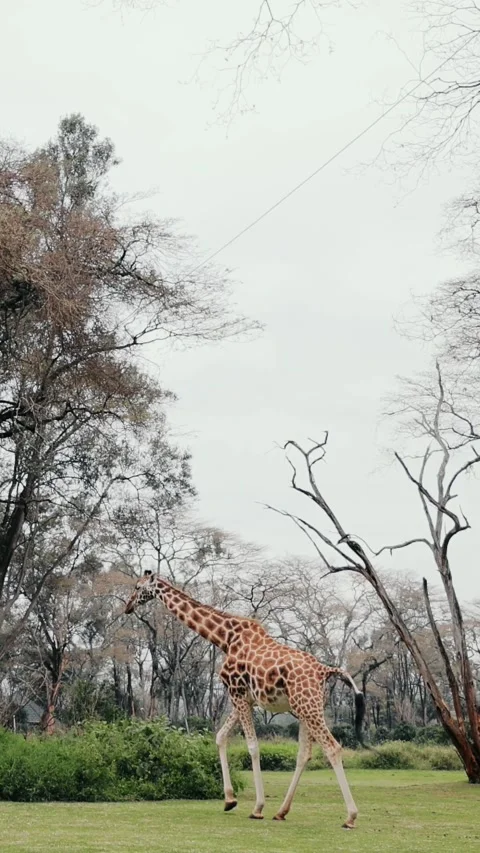 One Giraffe Stands Walk In Savannah. Amazing Nature. Vidéo 294989395