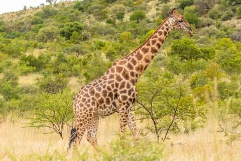 One giraffe walk through the savannah, Pilanesberg National Park, South Africa. Stock Photos