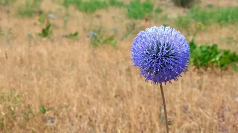 One globe thistle flower in sunlit meadow with blurred golden grass Stock Footage 341774960