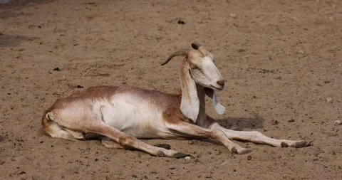 One goat with long ears and yellow fur in an outdoor zoo lies on the ground Stock Footage 318563995