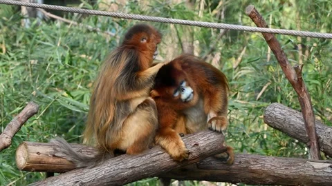 One Golden Snub-nosed Monkey seek salt from other one in the zoo Stock Footage 328222011