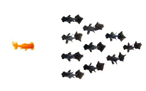 One goldfish confront group of small black goldfish isolated on white backgro Stock Photos